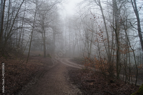 Der Hermanns Weg bei Bielefeld im dichten Nebel am Morgen im Teutoburgerwald
