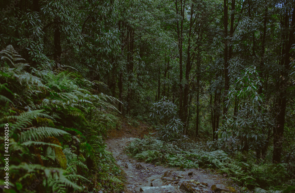 Fototapeta premium Path in the green jungle forest 