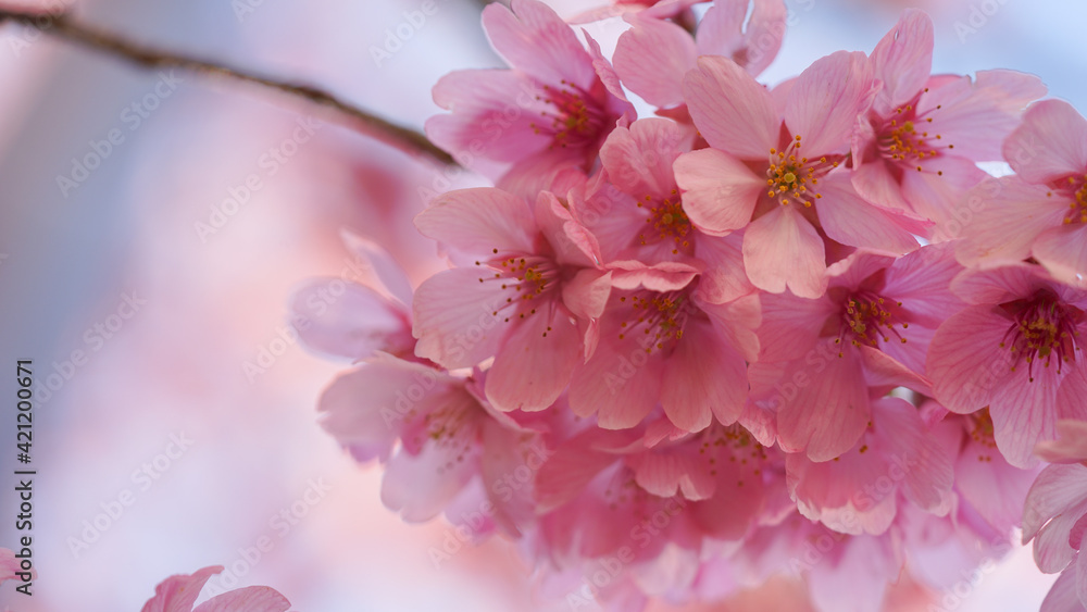 Obraz premium サクランボ, ピンク, 自然, 咲く, ブランチ, 花, sakura, 