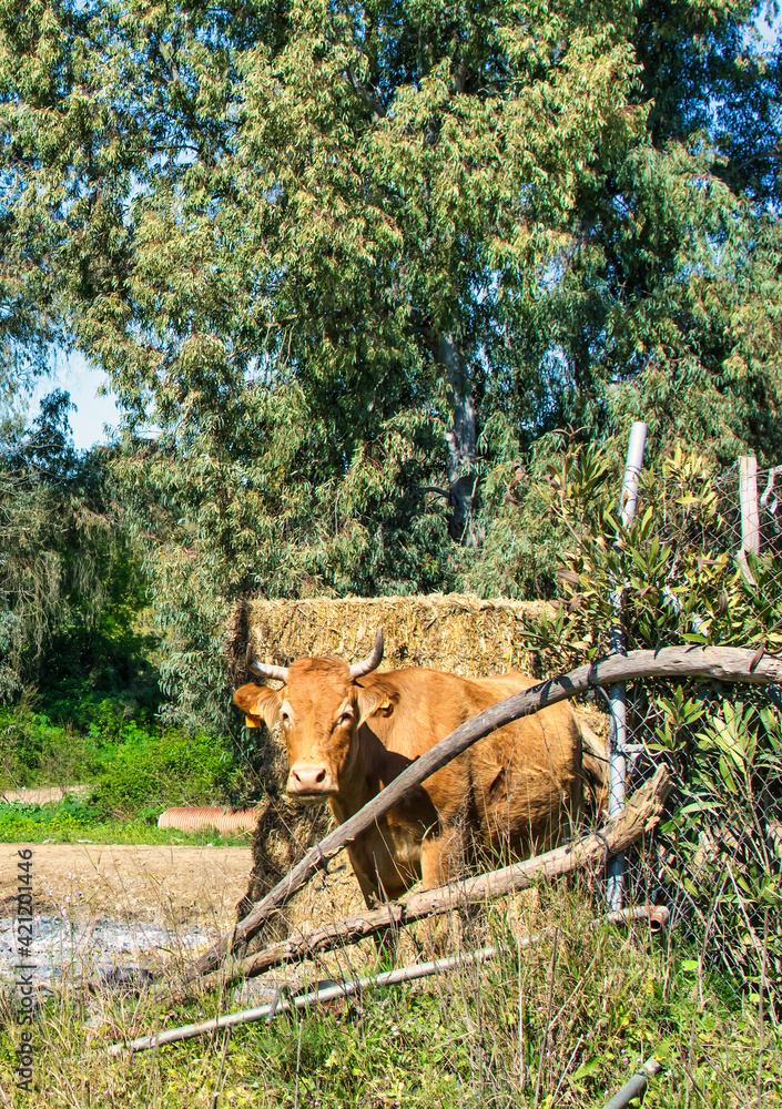 Obraz premium Cow In Spring. A Dairy Cow On The Farm Is Staring At The Camera