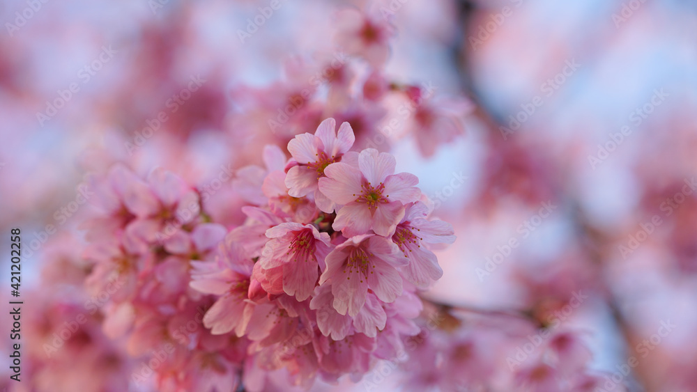 Fototapeta premium サクランボ, ピンク, 自然, 咲く, ブランチ, 花, sakura, 