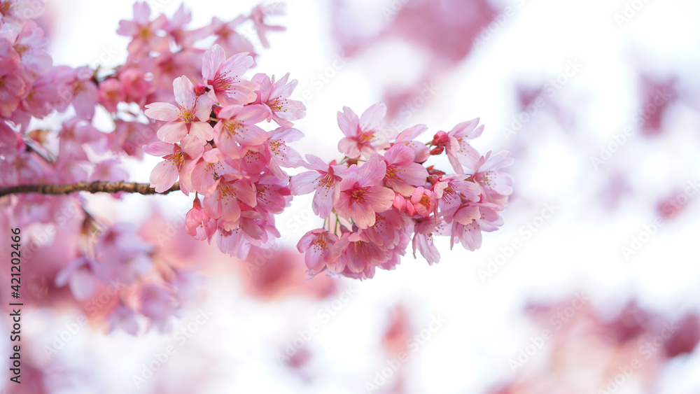 Obraz premium サクランボ, ピンク, 自然, 咲く, ブランチ, 花, sakura, 