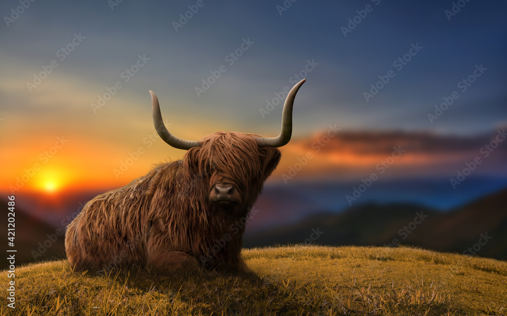 Large highland cattle in a meadow in top of a hill. Beautiful dramatic scenery. - obrazy, fototapety, plakaty 