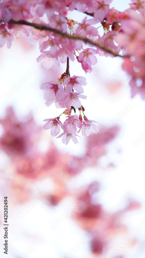 サクランボ, ピンク, 自然, 咲く, ブランチ, 花, sakura, 