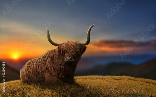 Large highland cattle in a meadow in top of a hill. Beautiful dramatic scenery. photo