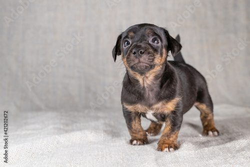 Brown and black brindle Jack Russell Terrier dog puppy. Looks cheeky, dog front view. Cream colored background