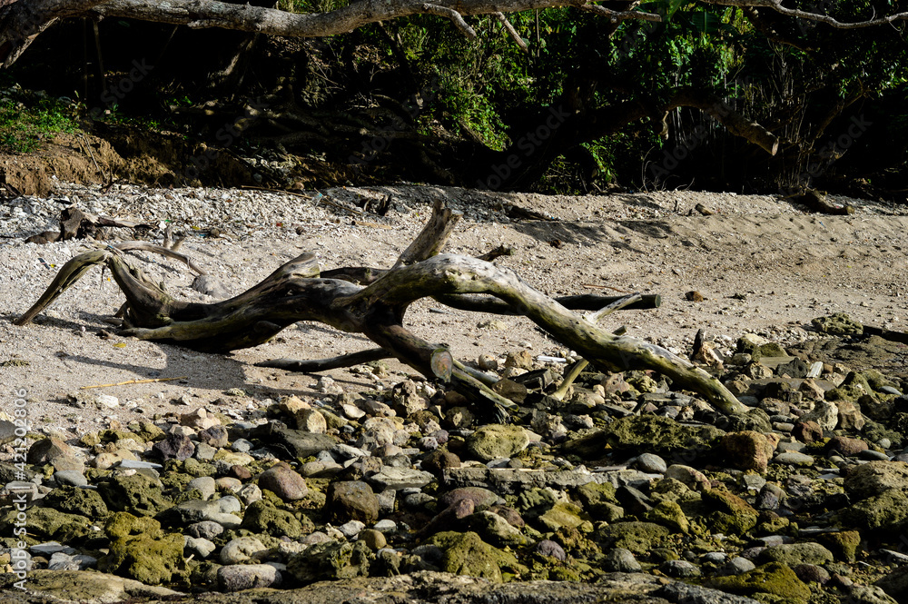 The root of the tree and the sand beach The root of the tree and the sand beach