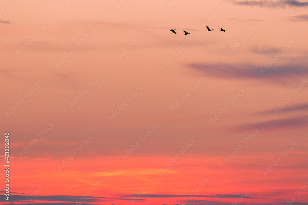 Silhouette of 4 flying wild geese in front of the red sky at dawn.
