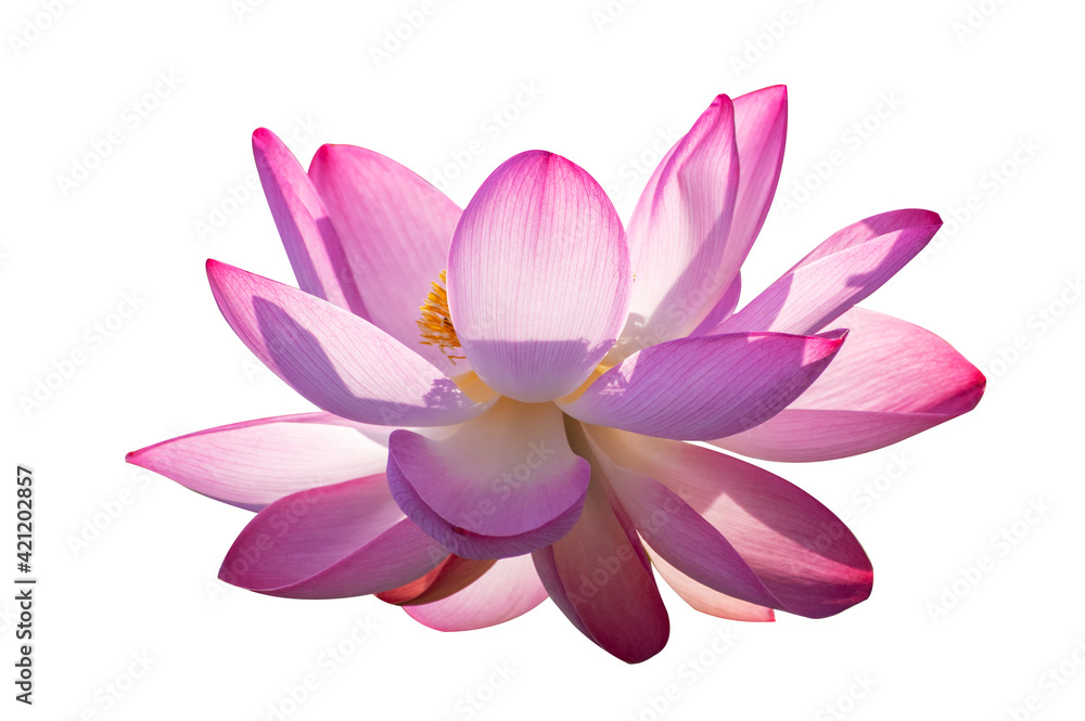 lotus Pink Isolate White flowers bloom