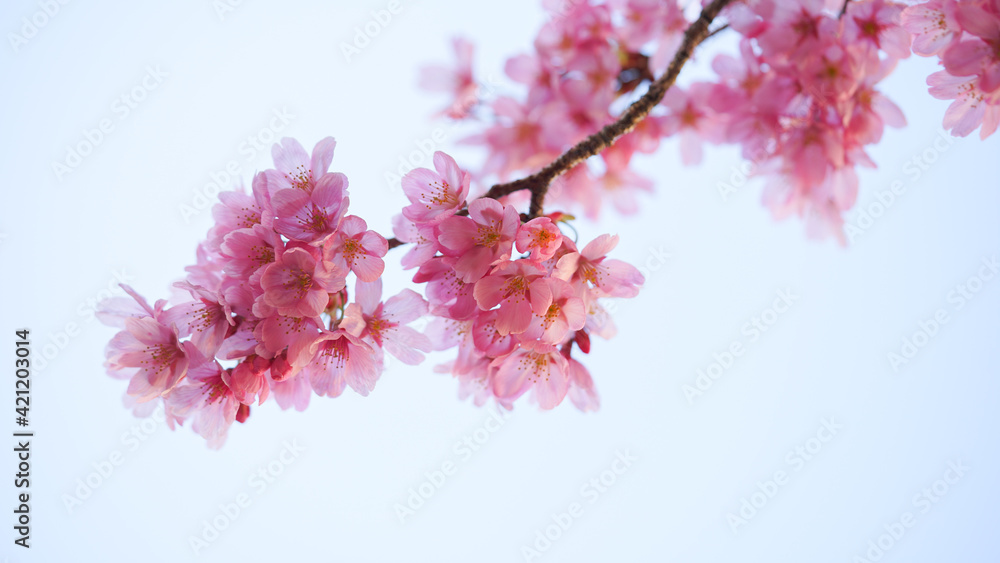 Fototapeta premium サクランボ, ピンク, 自然, 咲く, ブランチ, 花, sakura, 