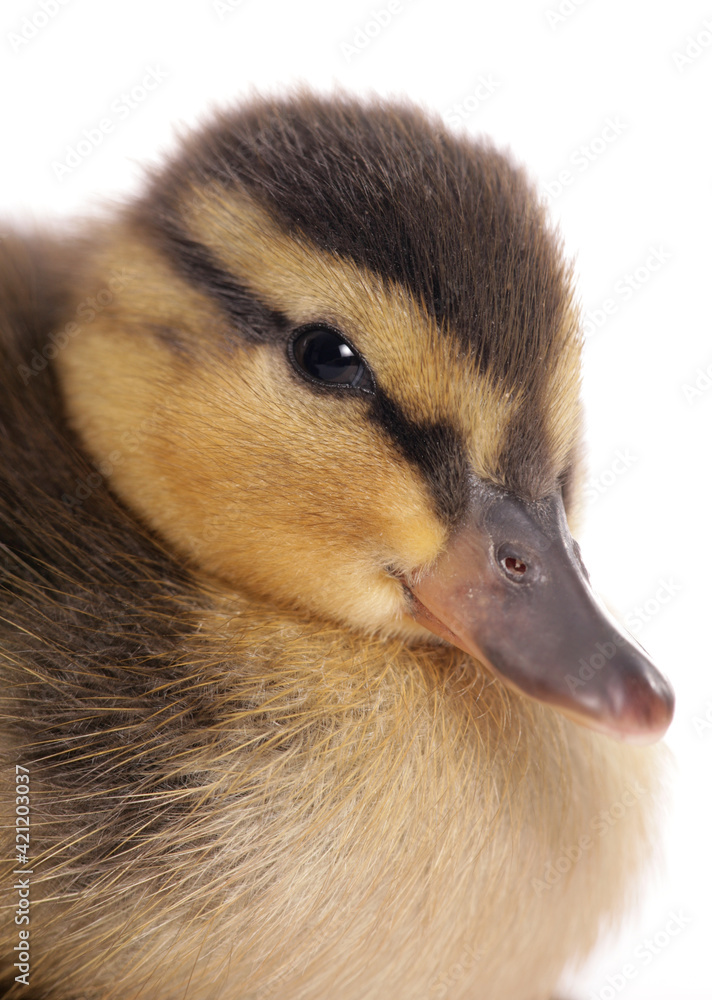 Mallard Mallard