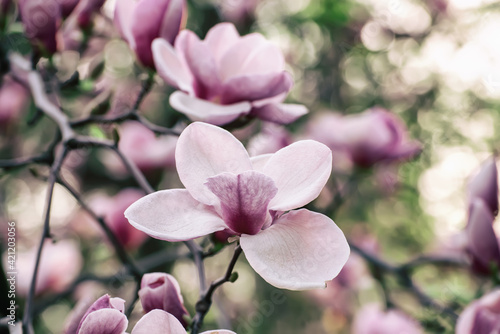 Magnolia spring flowers