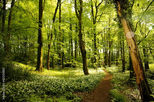 Fototapeta Naklejka Na Ścianę i Meble -  English Woodland in Late Spring