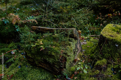 Stump covered with wet green moss in dense autumn forest, tree sprouts breaking through the bud, close-up, soft focus, taiga vegetation, natural background, Old fall trees pine-wood, Czech Republic photo