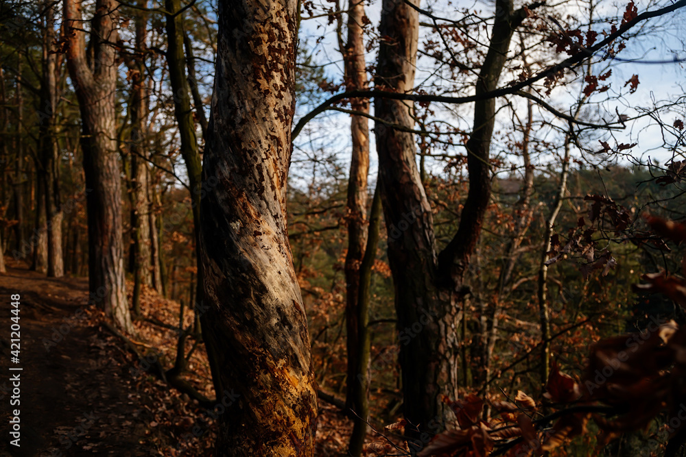 Intertwined tree trunk, close view of a malformed growing tree trunk with a twisted pattern along the trunk, bark pattern, autumn forest, Bohemian Paradise Protected Landscape Area, Czech Republic Intertwined tree trunk, close view of a malformed growing tree trunk with a twisted pattern along the trunk, bark pattern, autumn forest, Bohemian Paradise Protected Landscape Area, Czech Republic