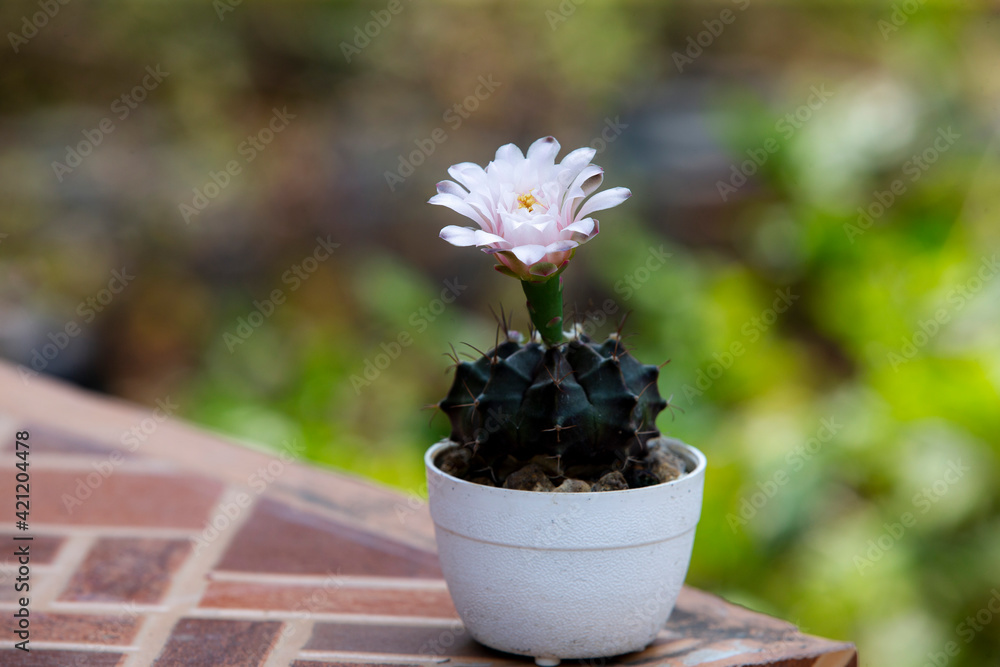Pink flower of a cactus Pink flower of a cactus