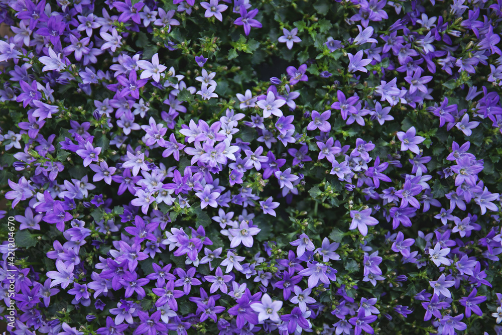 Potted bell flowers, top view Potted bell flowers, top view