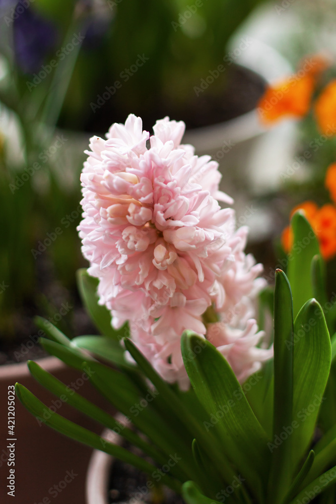 Beautiful soft pink hyacinth grows in clay pot or flowerpot close up. Home organic gardening, garden of bulbs on the balcony in March in spring. Selective focus