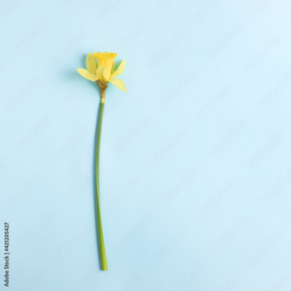 minimalistic spring holiday mockup. beautiful flower of yellow daffodil on a blue background. flat lay, square frame