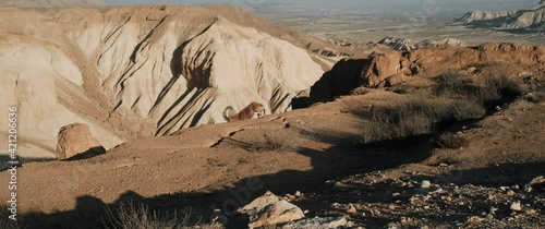 Alpha Male ibex with large horns climbs down a cliff photo