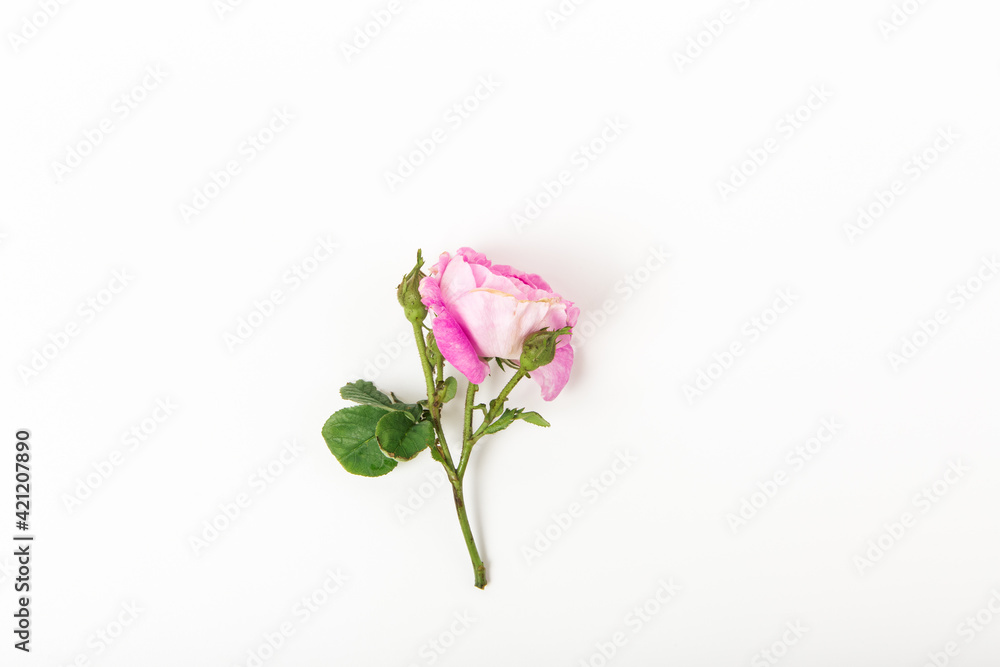 Pink rose on white background. Flat lay, top view, copy space. Pink rose bud with leaves and stem