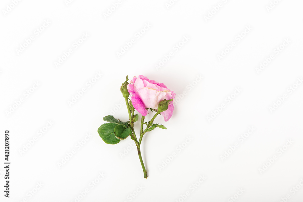 Pink rose on white background. Flat lay, top view, copy space. Pink rose bud with leaves and stem Pink rose on white background. Flat lay, top view, copy space. Pink rose bud with leaves and stem