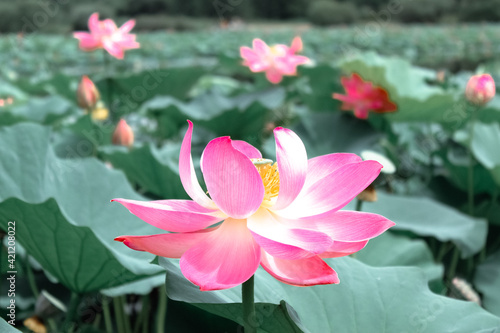 Pink lotus flower on green background in the park