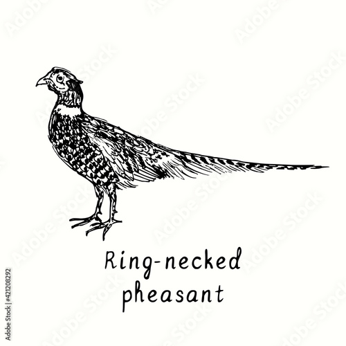 Ring-necked pheasant rooster side view. Ink black and white doodle drawing in woodcut outline style. Vector illustration