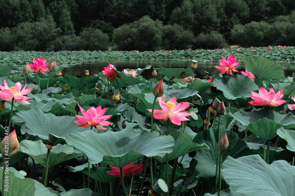 Pink lotus flower on green background in the park