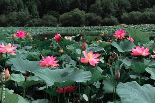 Obraz na płótnie Pink lotus flower on green background in the park w salonie