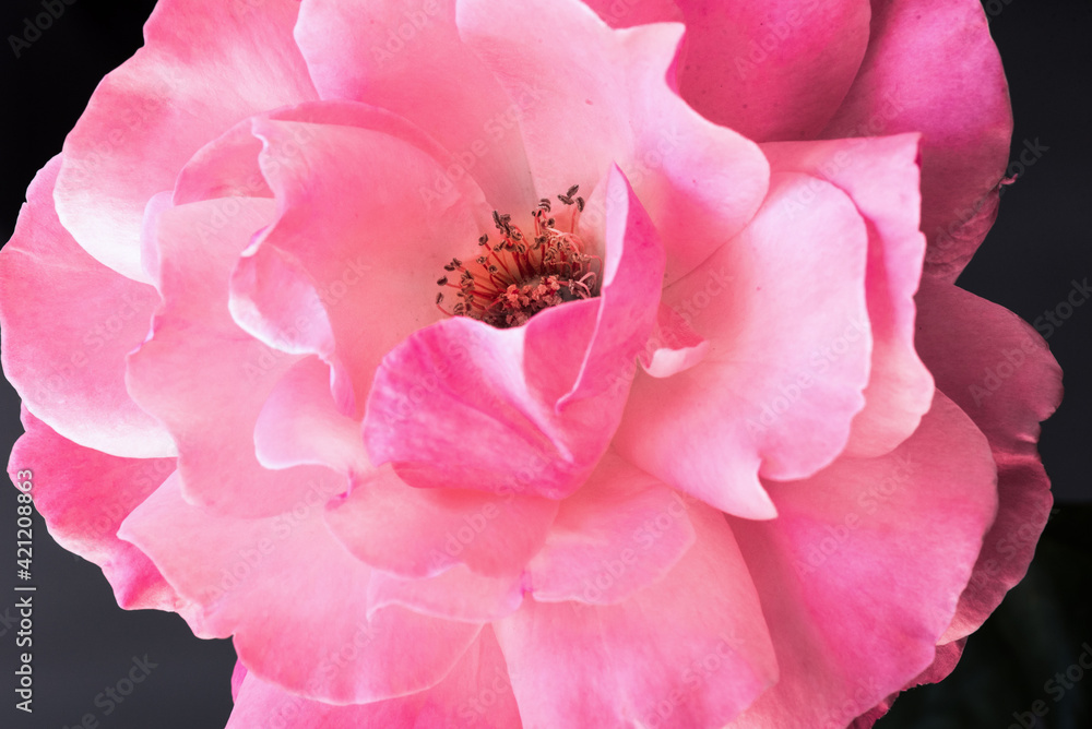 Delicate pink rose. Petals close-up on a dark background. Delicate pink rose. Petals close-up on a dark background.