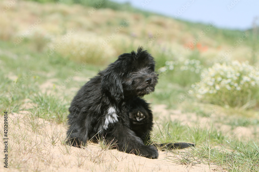 Fototapeta premium Schapendoes qui se gratte 