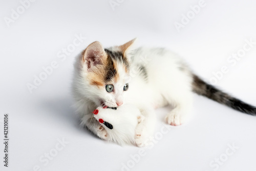 Nice tricolor kitten plays with a toy mouse on a white background. Kittens games. Copy space