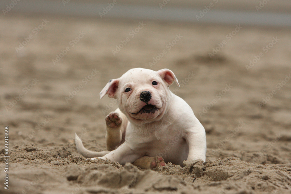 Staffordshire Bull Terrier à la plage qui se gratte Staffordshire Bull Terrier à la plage qui se gratte