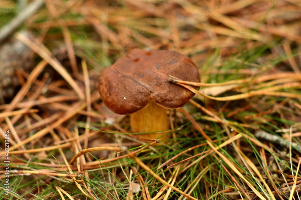 mushroom in the grass mushroom in the grass