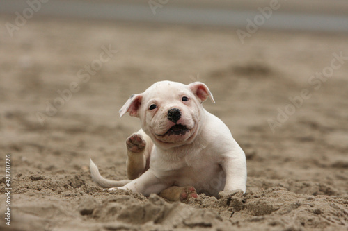 Staffordshire Bull Terrier à la plage qui se gratte  photo