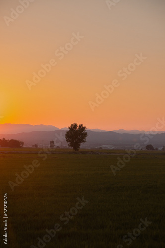Sunset with a background tree © Roc Burgstaller