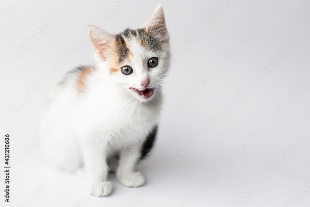 Cute tricolor kitten, the cat sits with a protruding tongue on a light background. Space for text, care and maintenance of pets, veterinary medicine