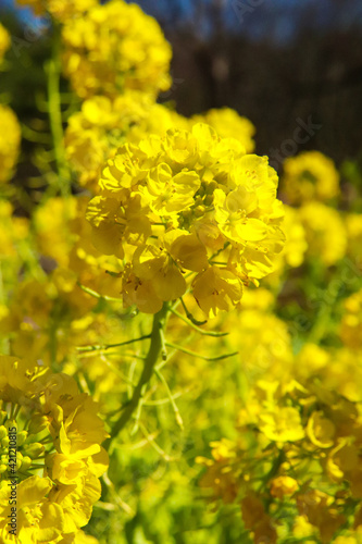菜の花 アブラナ 花畑 黄色 パステル かわいい 美しい きれい 落ち着いた 鮮やか  © rin