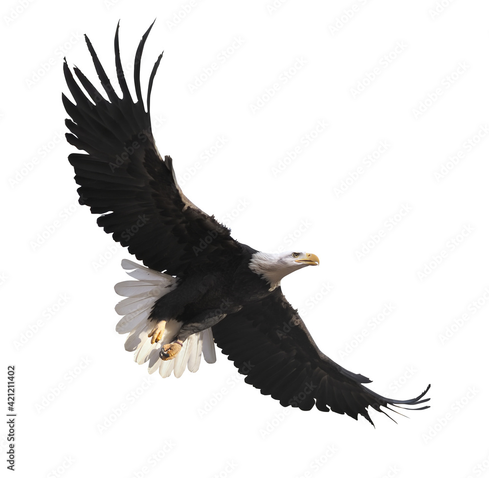 Obraz premium Eagle flying isolated at white