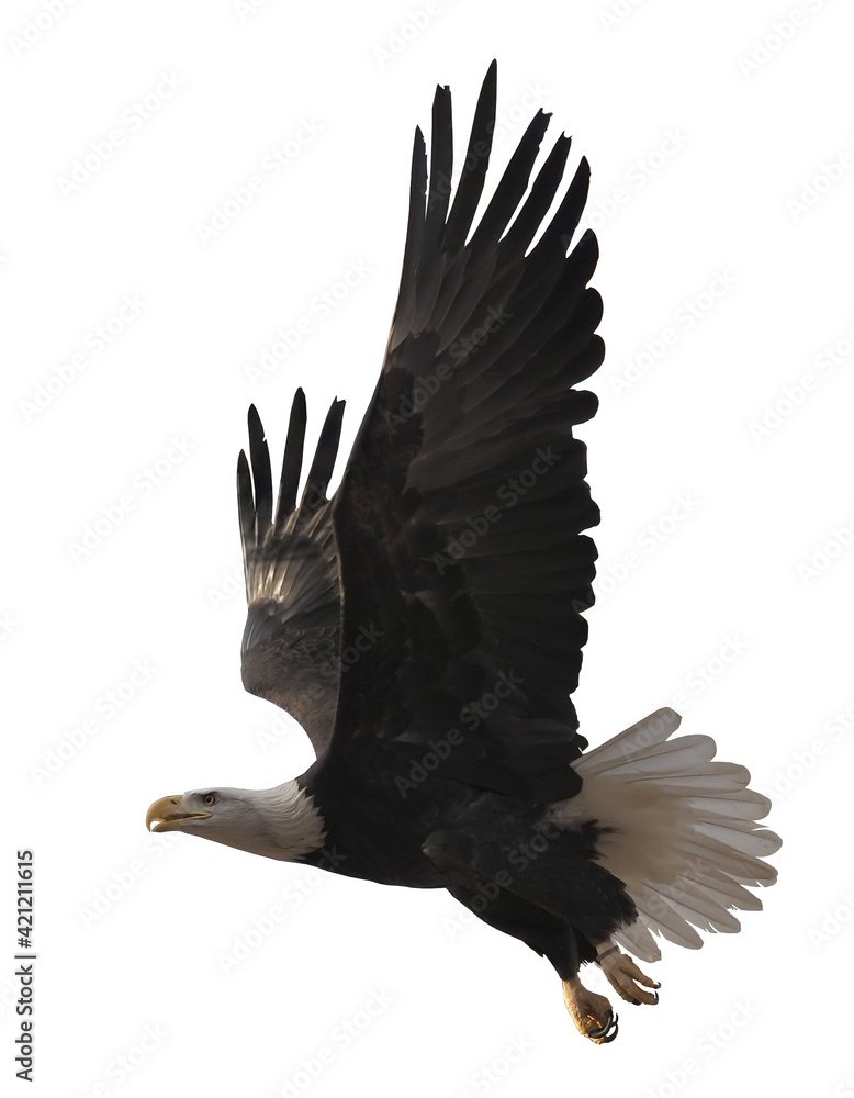 Eagle flying isolated at white