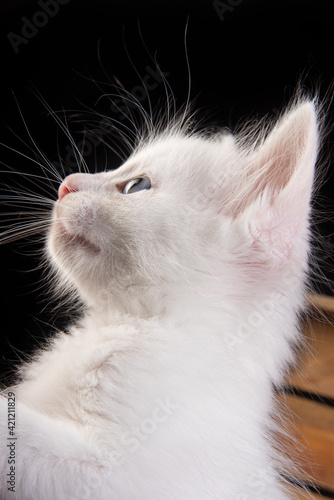 white kitten, close-up details of cat face and blue eyes, black background, selective focus.