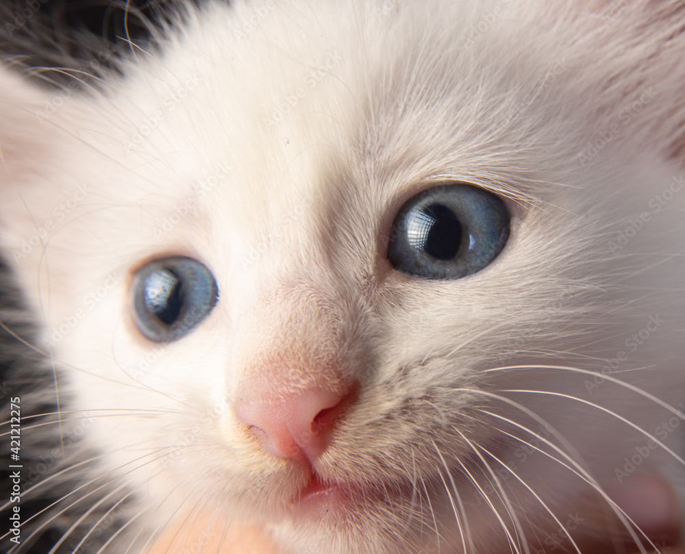white kitten, close-up details of cat face and blue eyes, black background, selective focus.