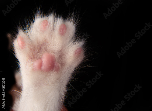 white kitten, details of small pink kitten paw, black background, selective focus.