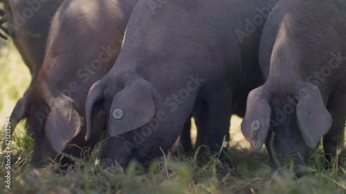 Herd of Iberian pigs grazing in the middle of nature. Beautiful Andalusian dehesa