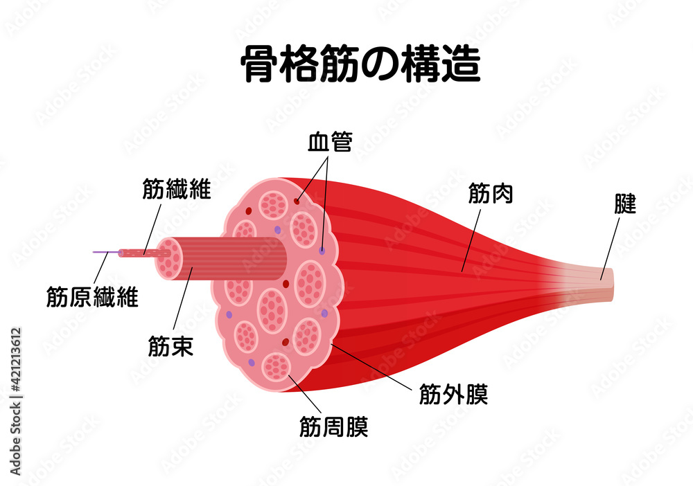 骨格筋の構造と名称 断面図 ベクターイラスト Stock Vector Adobe Stock