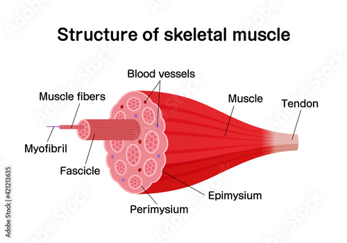 Structure of skeletal muscle vector illustration photo