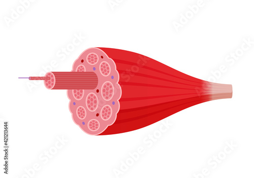 Structure of skeletal muscle vector illustration