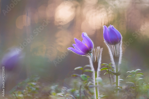 Pasqueflowers blooming at spring in the forest