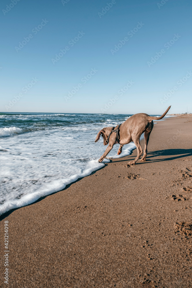 Weimaraner dog running and playing on the beach with a tennis ball enjoying a sunny day Weimaraner dog running and playing on the beach with a tennis ball enjoying a sunny day